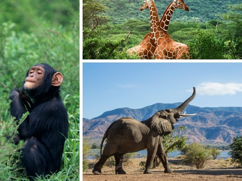 Nature Côte d'Ivoire
